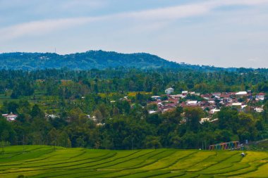 Altın ve yeşil pirinç terasları, doğanın sanatının nefes kesici bir manzarası olan yamaçlardan taşar. Seyahat, tarım ve manzara için mükemmel.