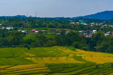 Altın ve yeşil pirinç terasları, doğanın sanatının nefes kesici bir manzarası olan yamaçlardan taşar. Seyahat, tarım ve manzara için mükemmel.