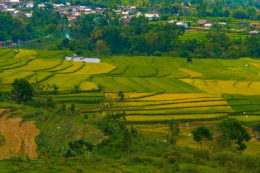 Altın ve yeşil pirinç terasları, doğanın sanatının nefes kesici bir manzarası olan yamaçlardan taşar. Seyahat, tarım ve manzara için mükemmel.