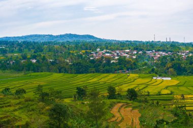 Altın ve yeşil pirinç terasları, doğanın sanatının nefes kesici bir manzarası olan yamaçlardan taşar. Seyahat, tarım ve manzara için mükemmel.