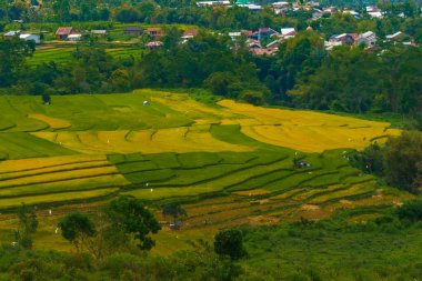 Altın ve yeşil pirinç terasları, doğanın sanatının nefes kesici bir manzarası olan yamaçlardan taşar. Seyahat, tarım ve manzara için mükemmel.