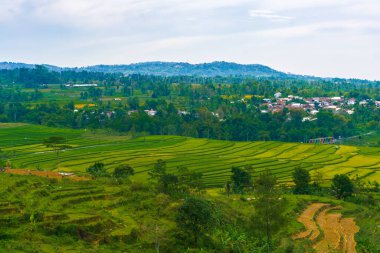 Altın ve yeşil pirinç terasları, doğanın sanatının nefes kesici bir manzarası olan yamaçlardan taşar. Seyahat, tarım ve manzara için mükemmel.