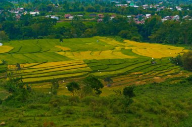Altın ve yeşil pirinç terasları, doğanın sanatının nefes kesici bir manzarası olan yamaçlardan taşar. Seyahat, tarım ve manzara için mükemmel.