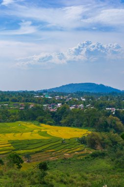 Bulutların çizdiği çarpıcı gökyüzünün altında nefes kesen pirinç tarlaları. Doğanın sanatının sakin bir manzarası
