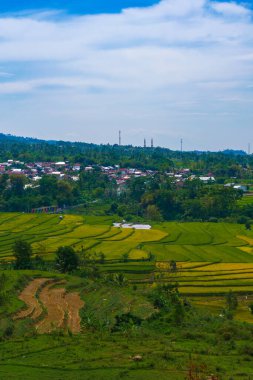 Bulutların çizdiği çarpıcı gökyüzünün altında nefes kesen pirinç tarlaları. Doğanın sanatının sakin bir manzarası