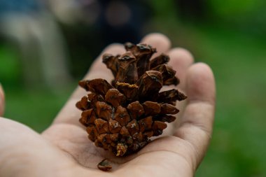 Nazikçe elinde tutulan hassas bir kozalak, dokulu yüzeyi doğanın sanatının bir kanıtı. Yumuşak bulanık arkaplan derinlik ekler. Doğa, zanaat ve mevsimlik temalar için mükemmel