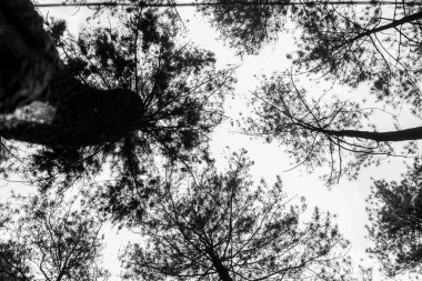 Çam ağaçlarının tek renkli dramatik görüntüsü alçak bir açıdan, yüksek yüksekliklerini ve sert gökyüzüne karşı karmaşık dokularını vurguluyor. Güç ve sükunet aktarımı için mükemmel..