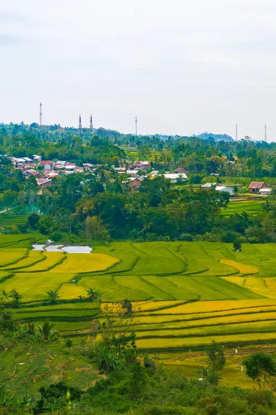Altın ve yeşil pirinç terasları, doğanın sanatının nefes kesici bir manzarası olan yamaçlardan taşar. Seyahat, tarım ve manzara için mükemmel.