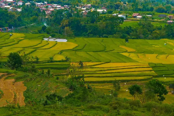 Altın ve yeşil pirinç terasları, doğanın sanatının nefes kesici bir manzarası olan yamaçlardan taşar. Seyahat, tarım ve manzara için mükemmel.