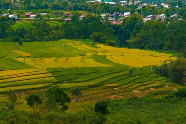 Altın ve yeşil pirinç terasları, doğanın sanatının nefes kesici bir manzarası olan yamaçlardan taşar. Seyahat, tarım ve manzara için mükemmel.