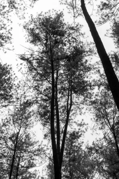 Çam ağaçlarının tek renkli dramatik görüntüsü alçak bir açıdan, yüksek yüksekliklerini ve sert gökyüzüne karşı karmaşık dokularını vurguluyor. Güç ve sükunet aktarımı için mükemmel..