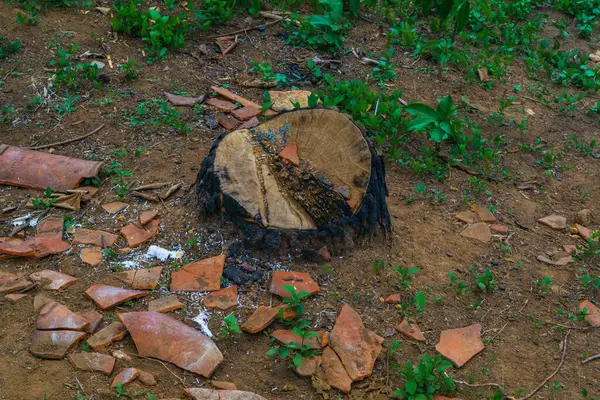 Çürüyen güzellik: kökler, kırık fayanslar, toprak ve çimenler. Kentsel bozulma, doku ya da çevresel temalar için mükemmel ham, cesur bir sahne