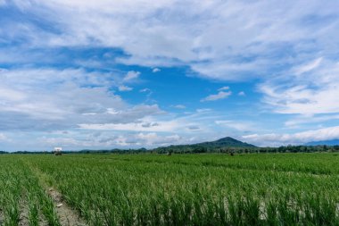 Güzel yeşil pirinç tarlası dramatik mavi gökyüzü ve bulutların altında, güneşli bir günde huzurlu kırsal alan.