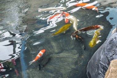 Renkli koi balıkları, yansımalı berrak gölet suyunda zarifçe yüzerler. Şans, barış ve doğal güzelliğin sembolü.
