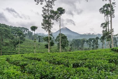 Pagilaran 'daki yemyeşil çay tarlalarının geniş bir manzarası. Seyahat ve doğa severler için sakin bir manzara..