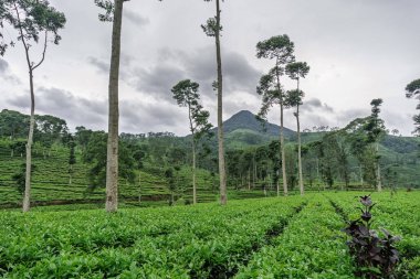 Pagilaran 'daki yemyeşil çay tarlalarının geniş bir manzarası. Seyahat ve doğa severler için sakin bir manzara..