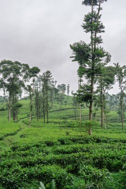 Pagilaran 'daki yemyeşil çay tarlalarının geniş bir manzarası. Seyahat ve doğa severler için sakin bir manzara..