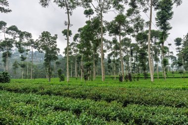 Pagilaran 'daki yemyeşil çay tarlalarının geniş bir manzarası. Seyahat ve doğa severler için sakin bir manzara..