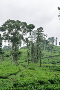 Pagilaran 'daki yemyeşil çay tarlalarının geniş bir manzarası. Seyahat ve doğa severler için sakin bir manzara..
