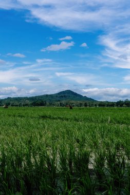 Güzel yeşil pirinç tarlası dramatik mavi gökyüzü ve bulutların altında, güneşli bir günde huzurlu kırsal alan.