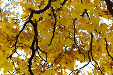 Bir sürü sarı yapraklı sonbahar akçaağacı