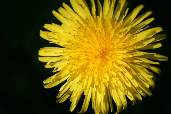 Close Dunelion Flower — стоковое фото