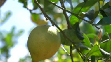 Videoda güzel yeşil bir tarlada limon toplayan bir çiftçinin elini görebilirsiniz. Güneş limon ağacında parlıyor. Ağaçtan sarkan yeşil ve olgun limonlar. 12: 00 'de kaydedilen ağacın hareketleriyle güneşin bir yansıması görülür.