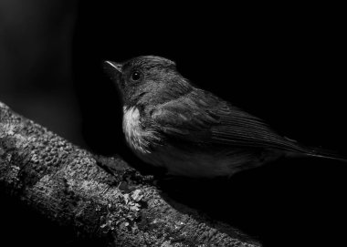 pequea ave bajo la luz del flash