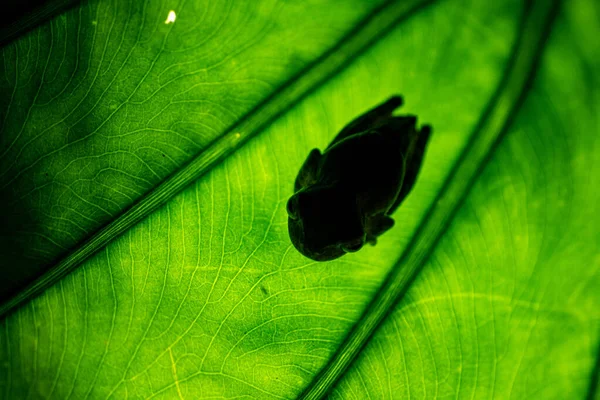 Bajo la hoja del bosque