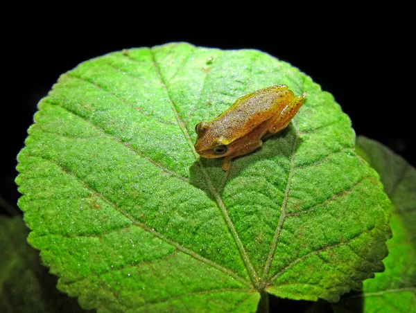 夜のトレイルで撮影された葉の上に小さなカエル — ストック写真