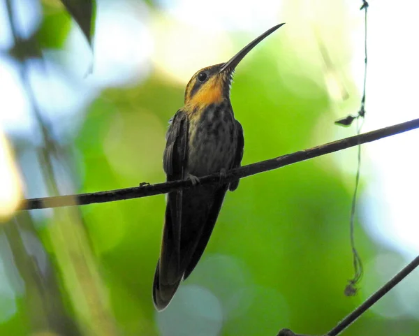 Saw Ditagih Pertapa Hummingbird Ramphodon Naevius Difoto Selama Jejak Locatec — Stok Foto