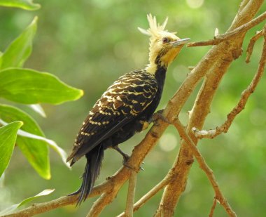 Sarışın ağaçkakan (Celeus flavescens) bir fauna araştırması sırasında fotoğraflandı