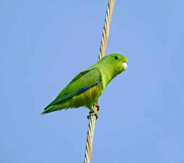 Blue-winged Parrotlet (Forpus xanthopterygius) photographed during a fauna survey
