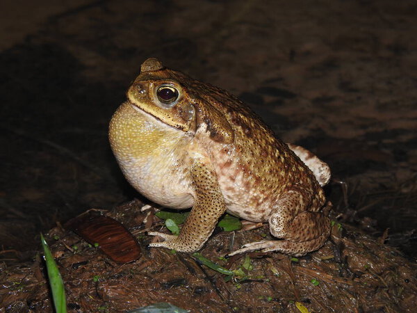 Cane Toad photographed during a night trail in the University 