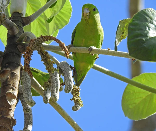 Blue Winged Parrotlet Forpus Xanthopterygius Eating Cecropia Fruit Birds Mostly — Foto de Stock
