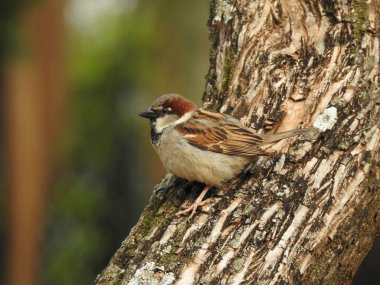 Sparrow (Passer domesticus) polling for the camera. Photographed in the the town square