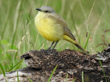 Cattle Tyrant (Machetornis rixosa) polling for the camera. Photographed in the town square. 