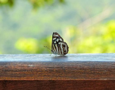 Mylitta yeşilkanat veya dört noktalı denizci (Dynamine post verta), Nymphalidae familyasından bir kelebek türü.