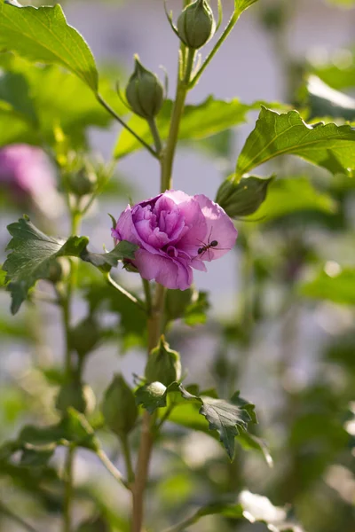 Рослина Фіолетовою Квіткою Мурахою Ній Сонячний День — стокове фото
