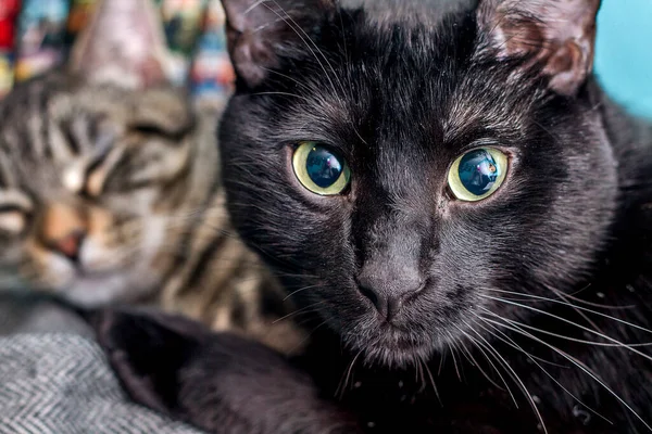 Primer Plano Retrato Gato Negro Con Ojos Verdes — Foto de Stock