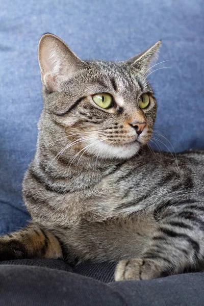 Närbild Porträtt Tabby Katt Med Gröna Ögon — Stockfoto
