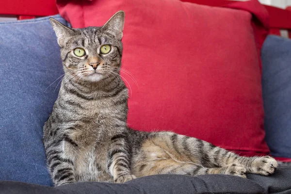 Primer Plano Retrato Gato Tabby Con Ojos Verdes — Foto de Stock