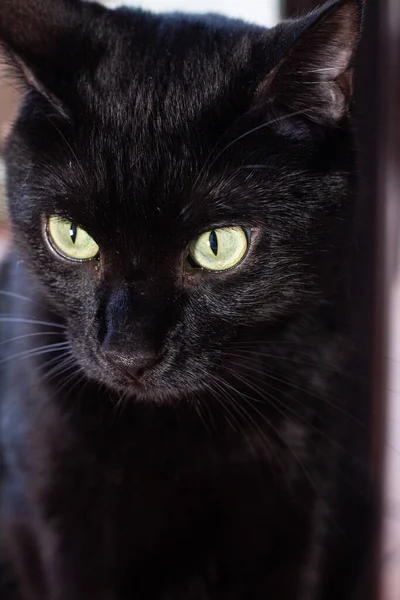 Close up portrait of black cat with green eyes.