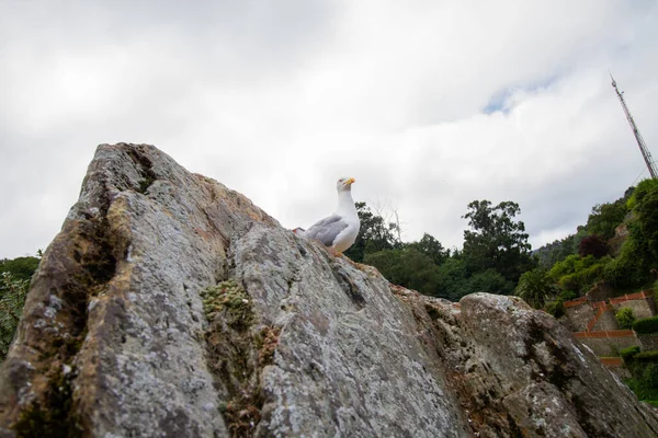 Gaviota Con Pose Poder Sobre Una Gran Roca Piedra Día —  Fotos de Stock