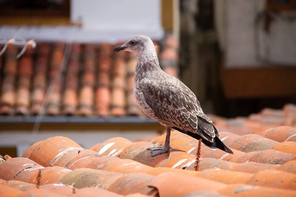 stock image Brown bird perched in Cudillero, above the roofs of old houses, on a cloudy day