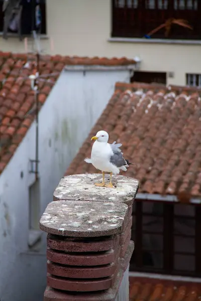 stock image Seagull perched in Cudillero, above the roofs of old houses, on a cloudy day