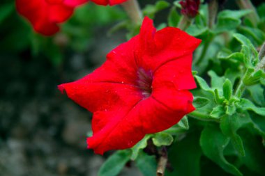 Yeşil yapraklı kırmızı gül çiçeği, bulutlu bir gün..