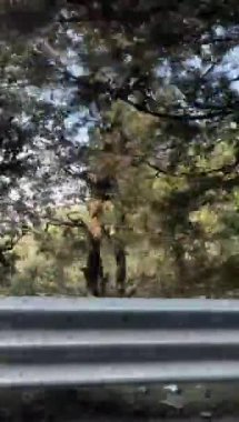 Ormanın güzel manzarası