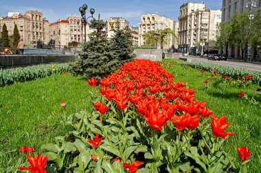 Şehrin sokaklarında kırmızı laleler açıyor. Laleler Kyiv 'in merkezini dekore etti