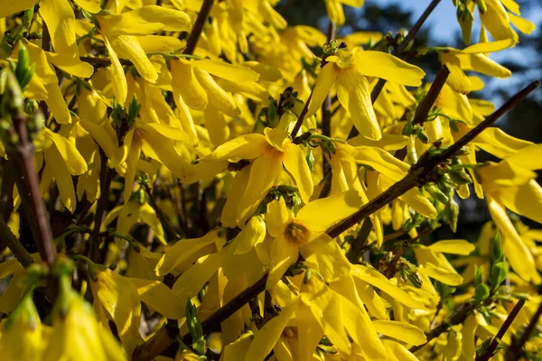 Forsythia çiçeği - çiçeklerin doğal sarı arkaplanı